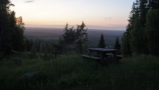 To store grønne blader med tydelige årer og blank overflate i svak belysning.
